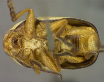 Media type: image;   Entomology 8393 Aspect: habitus ventral view